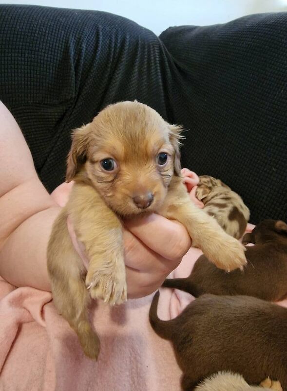 Chihuahua puppies for sale in Taunton, Somerset – 5 weeks old - Image 3 of 3