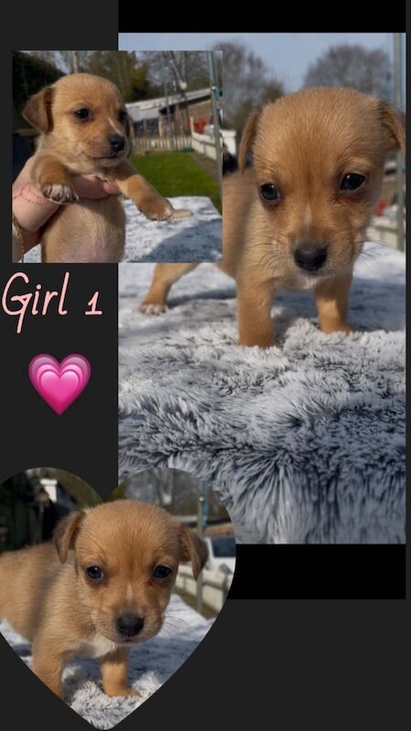 Chihuahua Puppies For Sale Under £1,000