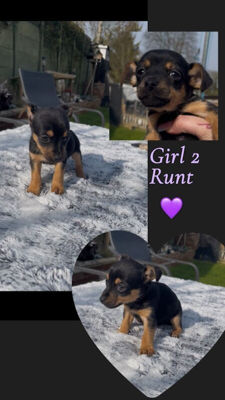 6 Chihuahua X jack russell puppies - Image 2 of 3