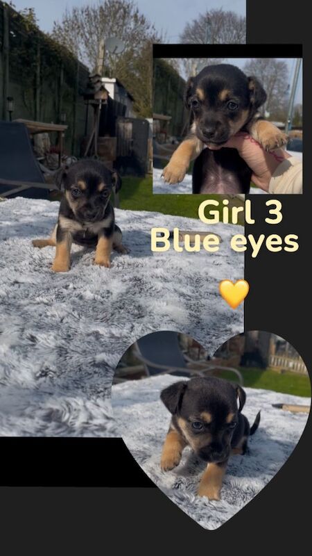 6 Chihuahua X jack russell puppies - Image 3 of 3