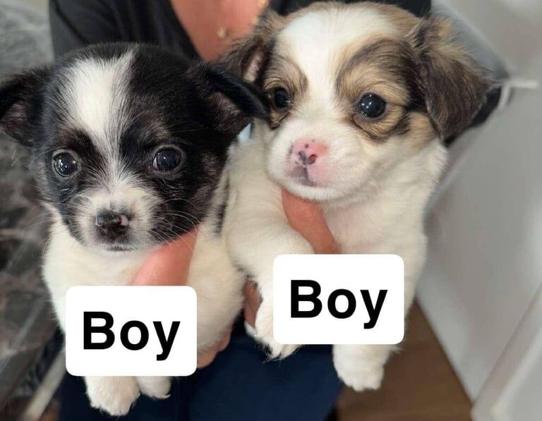 Chihuahua puppies for sale in Milford Haven / Aberdaugleddau, Dyfed – 6 weeks old