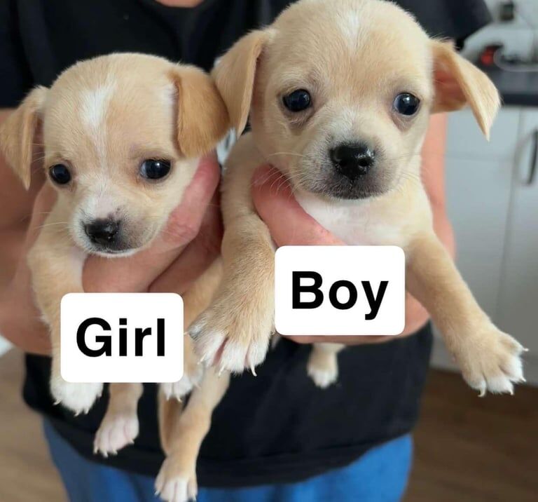 Chihuahua puppies for sale in Milford Haven / Aberdaugleddau, Dyfed – 6 weeks old - Image 2 of 3