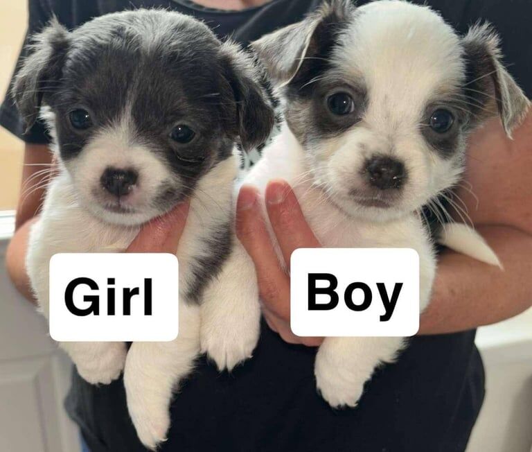 Chihuahua puppies for sale in Milford Haven / Aberdaugleddau, Dyfed – 6 weeks old - Image 3 of 3