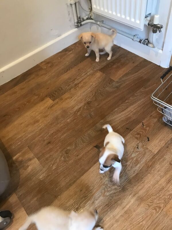 Chihuahua puppies for sale in Bishopsworth, Bristol – 8 weeks old - Image 2 of 5