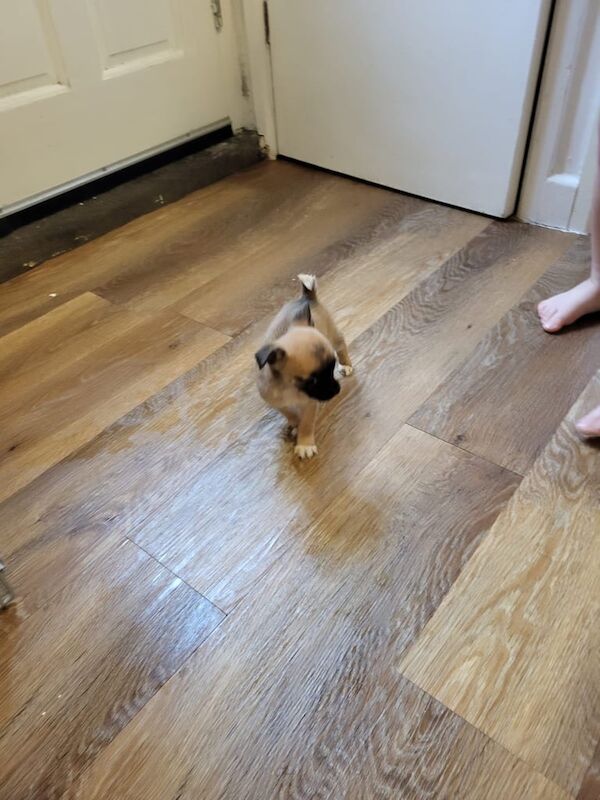 Chihuahua puppies for sale in Bishopsworth, Bristol – 8 weeks old - Image 3 of 5