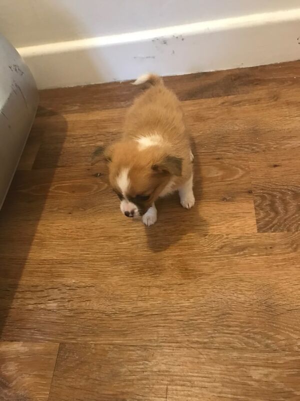 Chihuahua puppies for sale in Bishopsworth, Bristol – 8 weeks old - Image 4 of 5