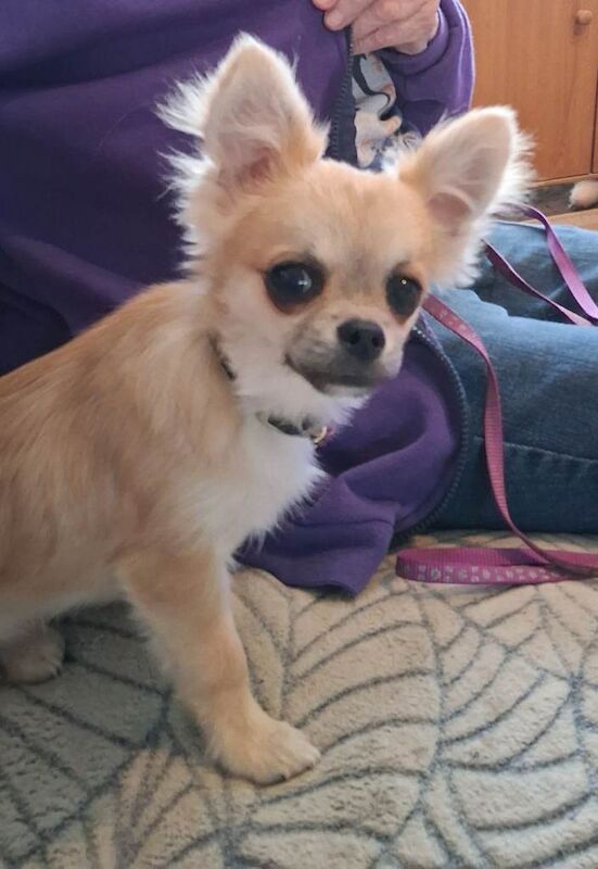 Chihuahua Puppies For Sale