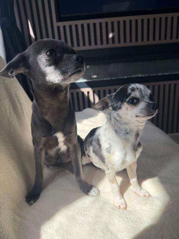 7 Adorable Chihuahua puppies ready to leave on the 19th July - Image 2 of 4