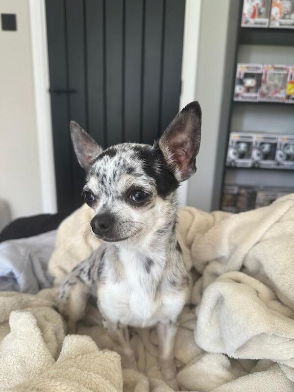 7 Adorable Chihuahua puppies ready to leave on the 19th July - Image 4 of 4