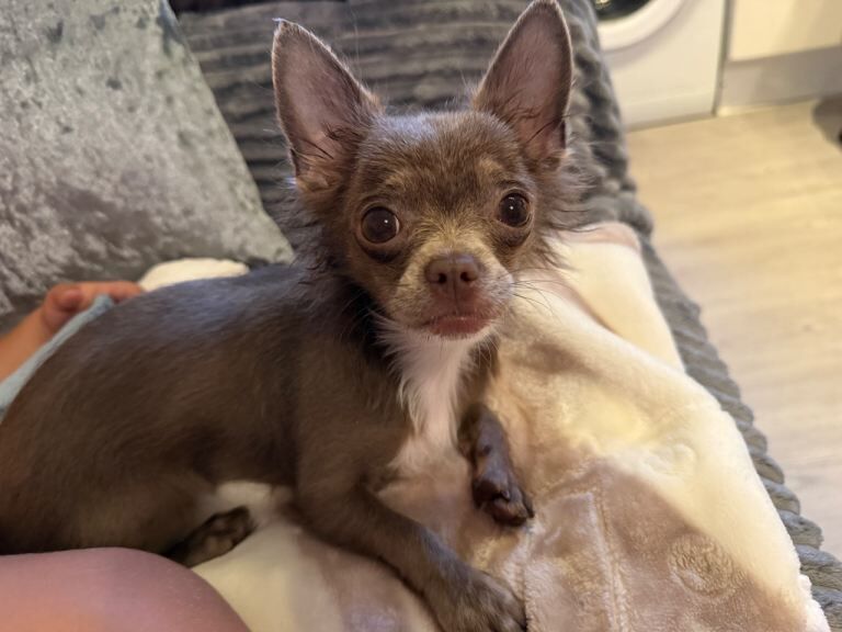 7 month chihuahua lilac