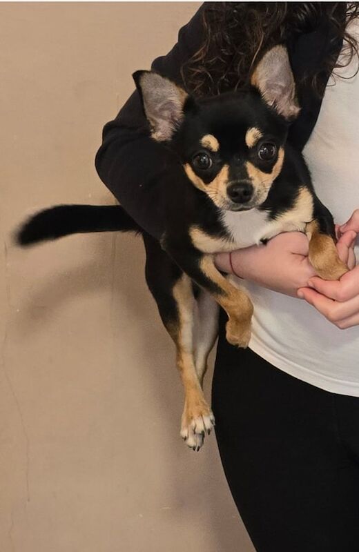 7 month old chihuahua puppy for sale in Dover, Kent