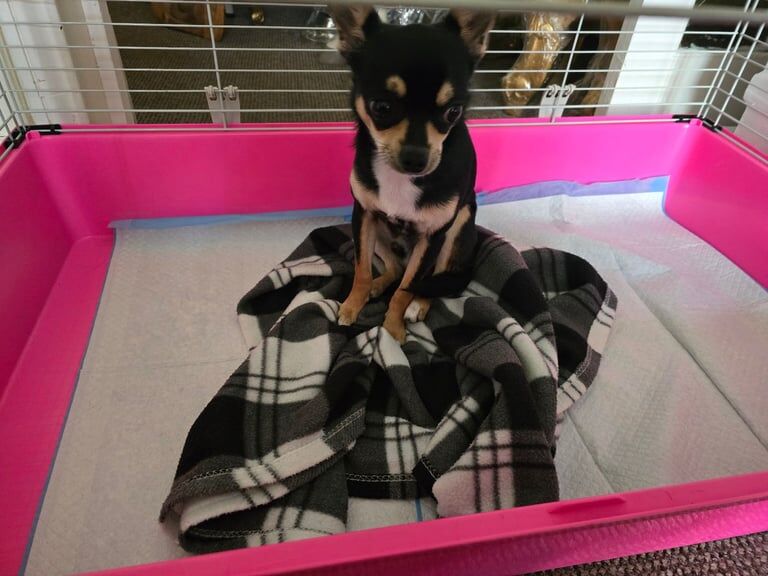 7 month old chihuahua puppy for sale in Dover, Kent - Image 2