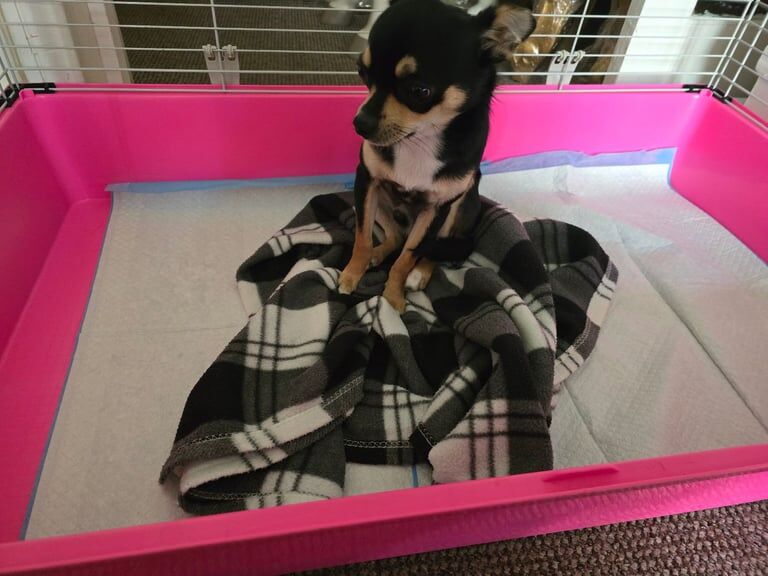 7 month old chihuahua puppy for sale in Dover, Kent - Image 3