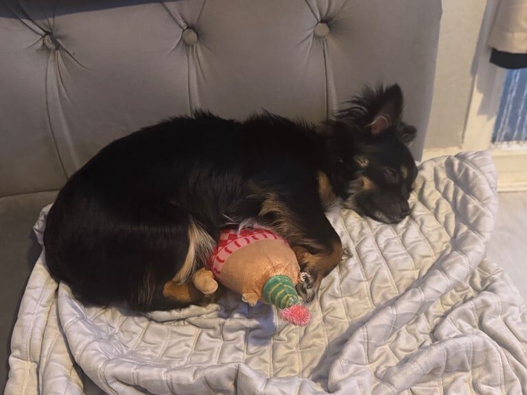 7 month old long haired chihuahua boy for sale in Newham, Cornwall