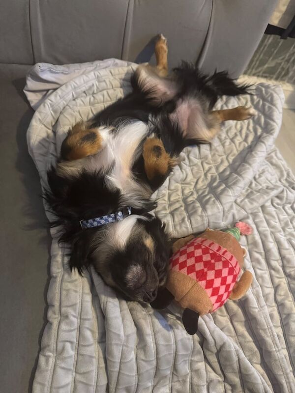 7 month old long haired chihuahua boy for sale in Newham, Cornwall | Image 2