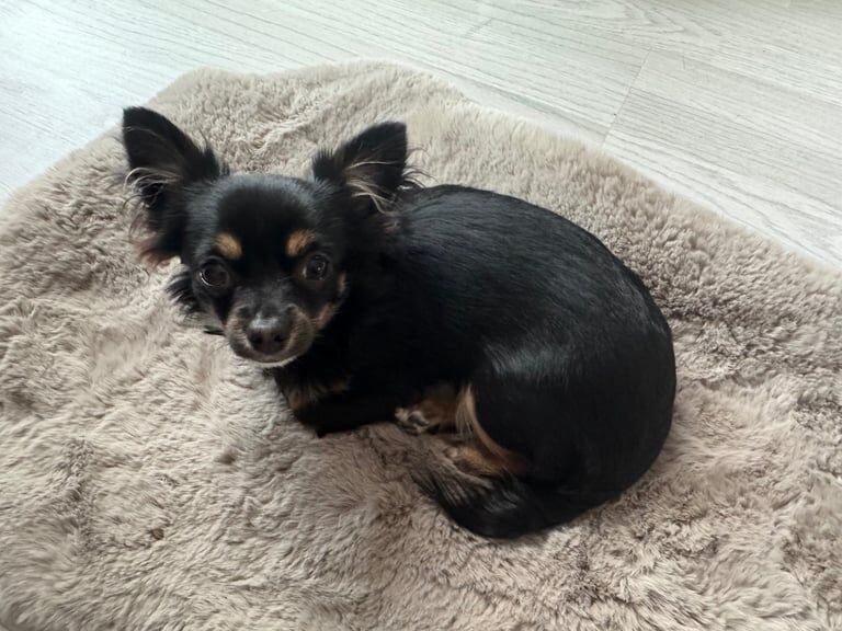 7 month old long haired chihuahua boy for sale in Newham, Cornwall | Image 3