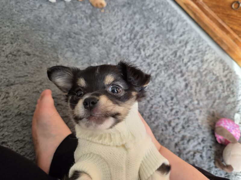 8 and a half wk old puppy boy