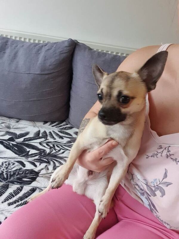 Chihuahua puppies for sale in Derby, Derbyshire – 8 months old