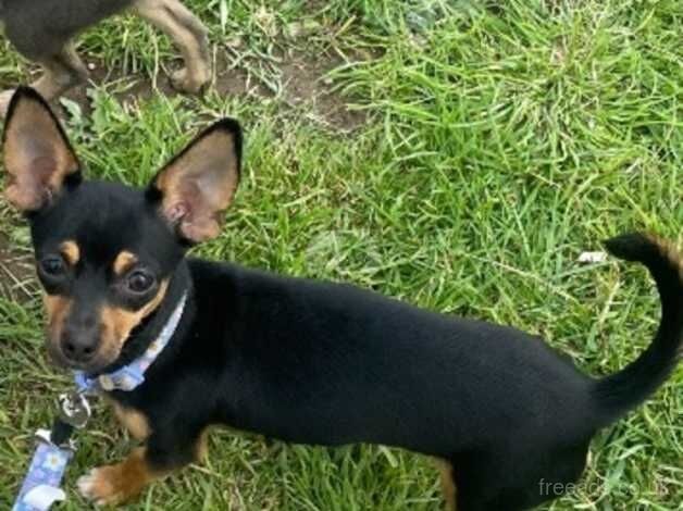 Chihuahua puppies for sale in Liskeard, Cornwall – 1 year old - Image 1 of 3