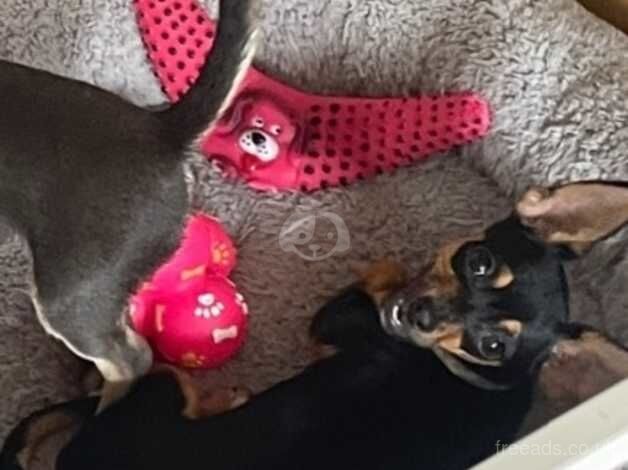 Chihuahua puppies for sale in Liskeard, Cornwall – 1 year old - Image 2 of 3