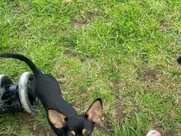 Chihuahua puppies for sale in Liskeard, Cornwall – 1 year old - Image 3 of 3