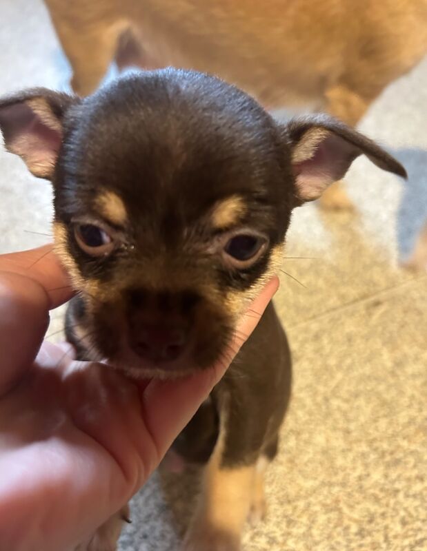 8 week male brown short haired chihuahua for sale in Luton, Bedfordshire | Image 2