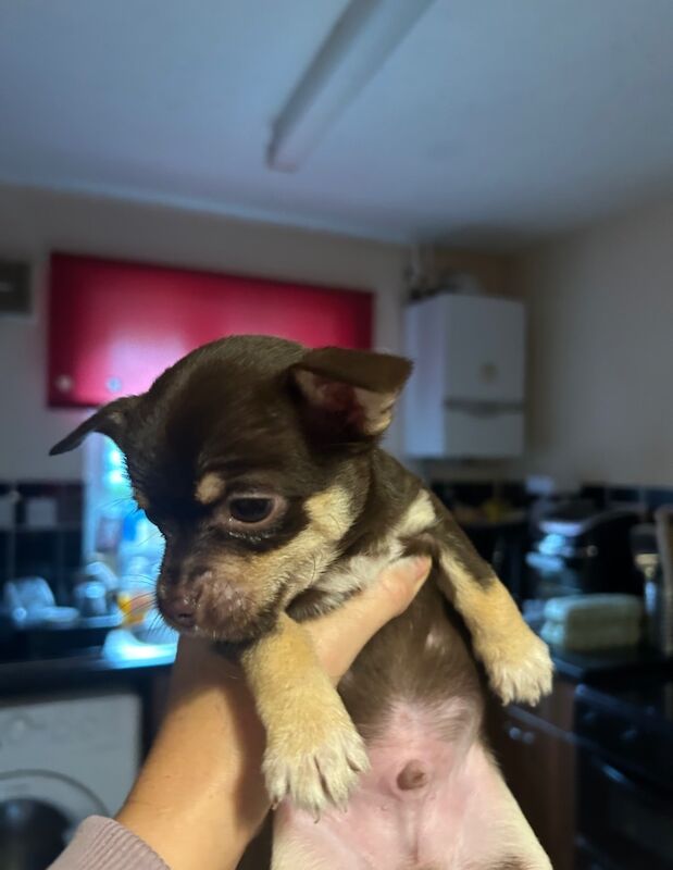 8 week male brown short haired chihuahua for sale in Luton, Bedfordshire | Image 3