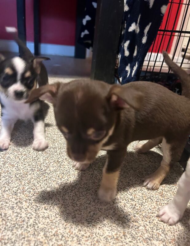 8 week male brown short haired chihuahua for sale in Luton, Bedfordshire | Image 4