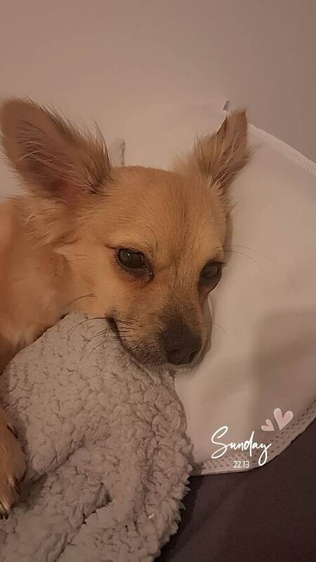 9 month old chihuahua Teddy - Image 2 of 3