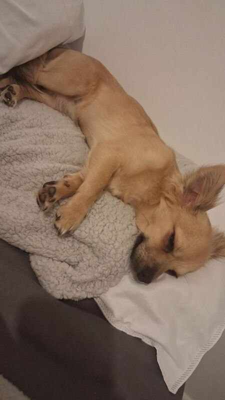 9 month old chihuahua Teddy - Image 3 of 3