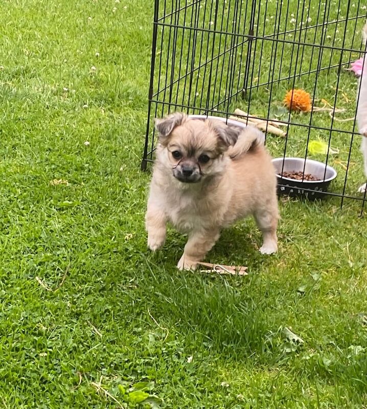 Chihuahua puppies for sale in Portadown, County Armagh – KC registered, 9 weeks old