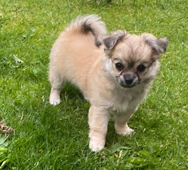 Chihuahua puppies for sale in Portadown, County Armagh – KC registered, 9 weeks old - Image 2 of 3