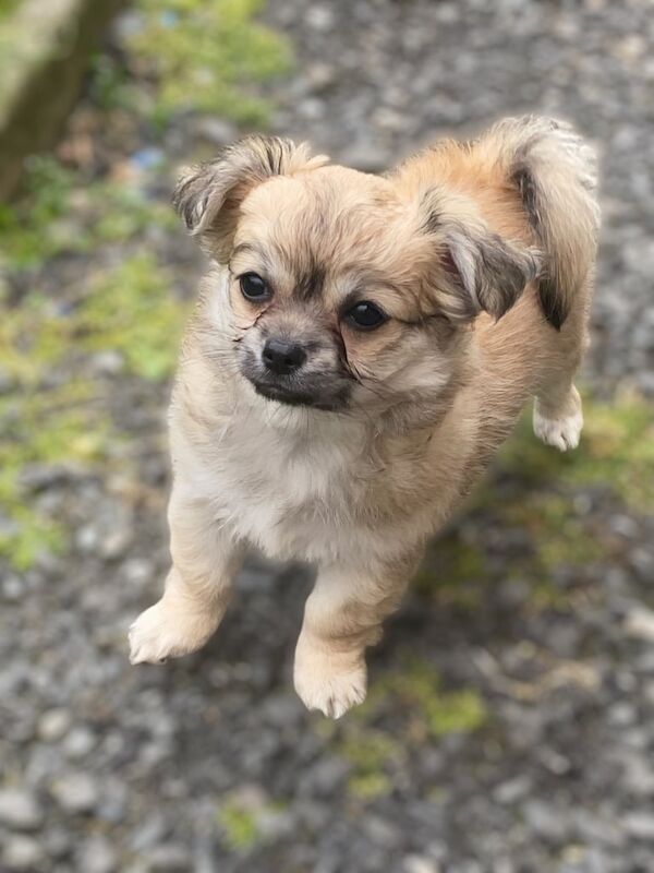 Chihuahua puppies for sale in Portadown, County Armagh – KC registered, 9 weeks old - Image 3 of 3