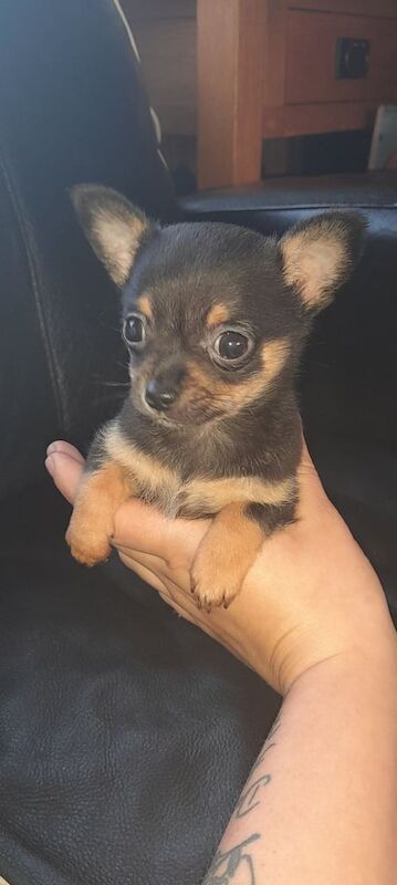 Chihuahua puppies for sale in Stoke-on-Trent, Staffordshire – 9 weeks old