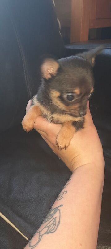 Chihuahua puppies for sale in Stoke-on-Trent, Staffordshire – 9 weeks old - Image 2 of 4