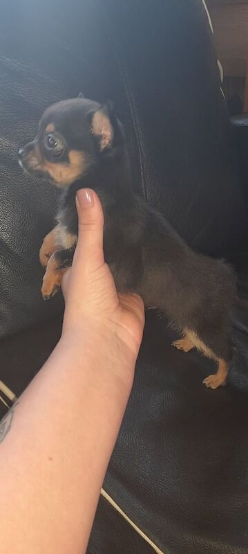 Chihuahua puppies for sale in Stoke-on-Trent, Staffordshire – 9 weeks old - Image 3 of 4