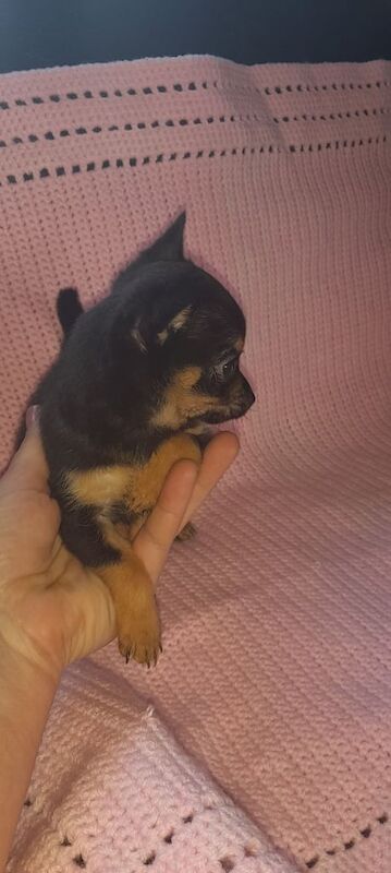 Chihuahua puppies for sale in Stoke-on-Trent, Staffordshire – 9 weeks old - Image 4 of 4