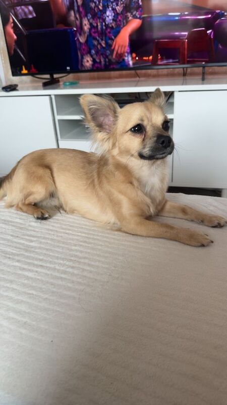 9m male chihuahua