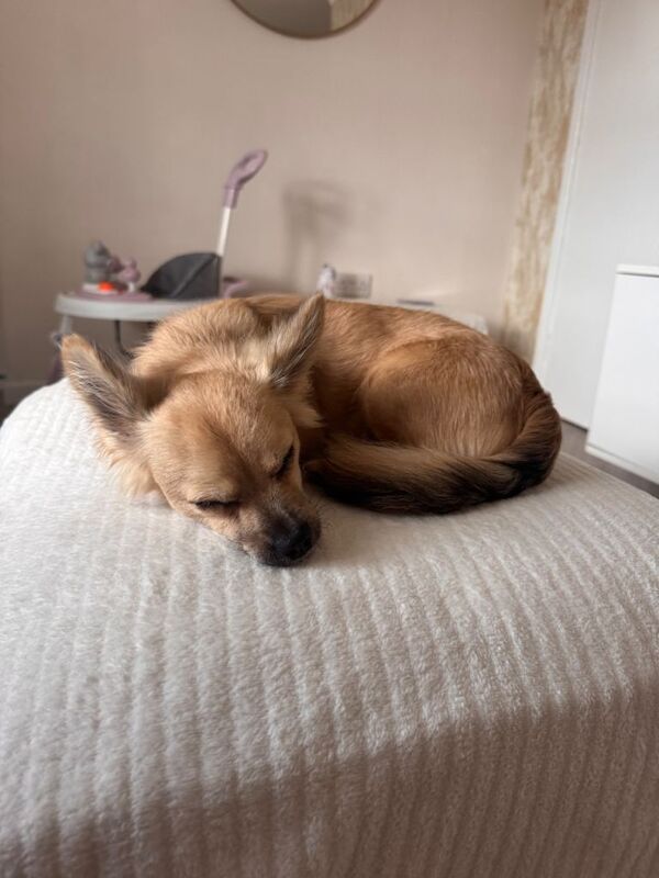 9m male chihuahua - Image 2 of 2