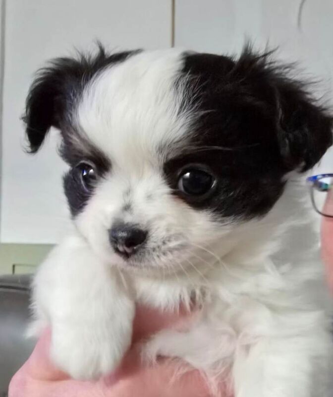 Chihuahua puppies for sale in Hebburn, Tyne And Wear – 6 weeks old