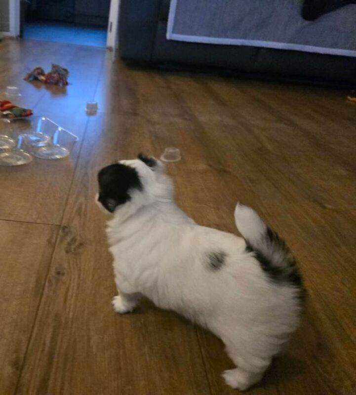 Chihuahua puppies for sale in Hebburn, Tyne And Wear – 6 weeks old - Image 2 of 2