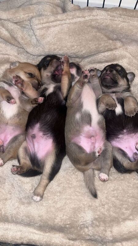 Chihuahua Puppies For Sale Under £1,000
