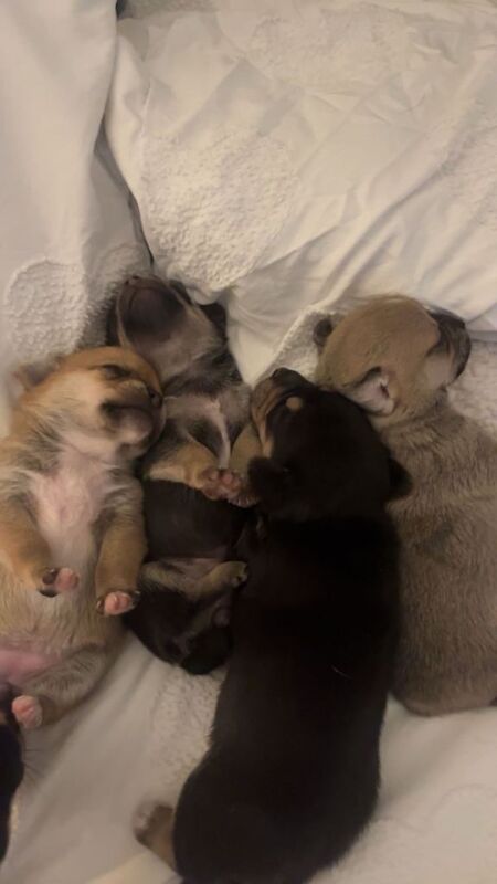 Absolutely stunning puppies - Image 2 of 5