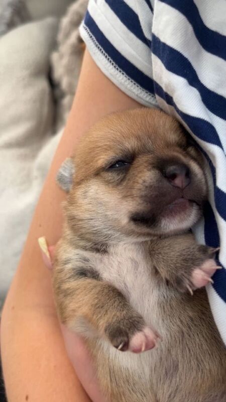 Absolutely stunning puppies - Image 4 of 5