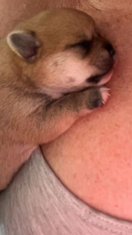 Absolutely stunning puppies - Image 5 of 5