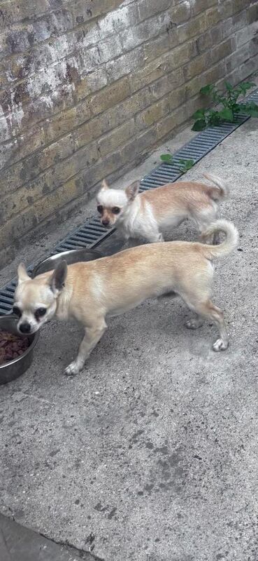 Adorable brother/sister Chihuahuas looking for a loving new home