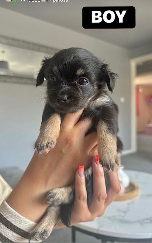 Chihuahua Puppies For Sale