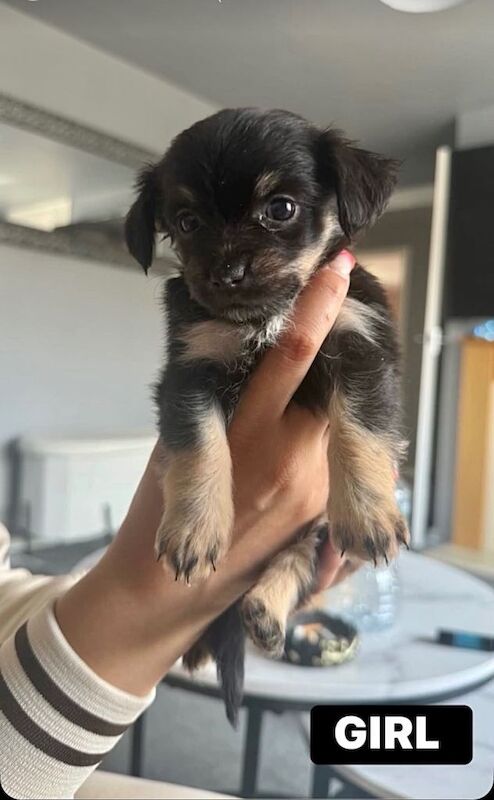 Adorable chihuahua - Image 2 of 4