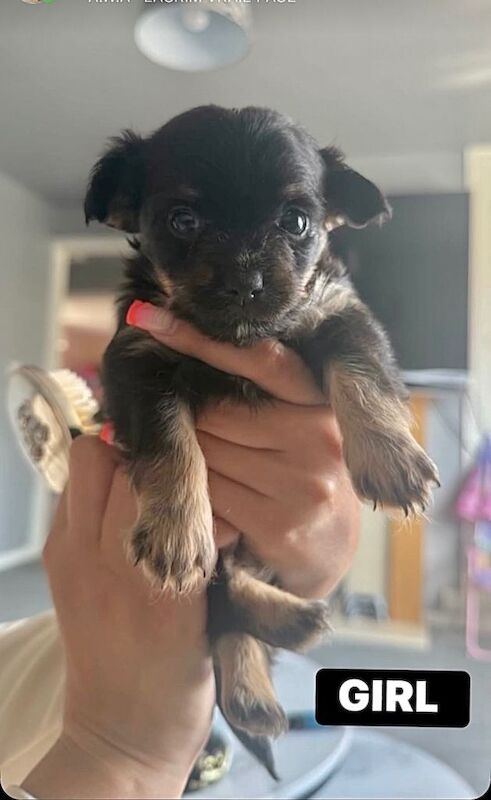 Adorable chihuahua - Image 3 of 4