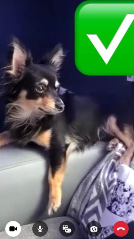 Adorable chihuahua - Image 4 of 4